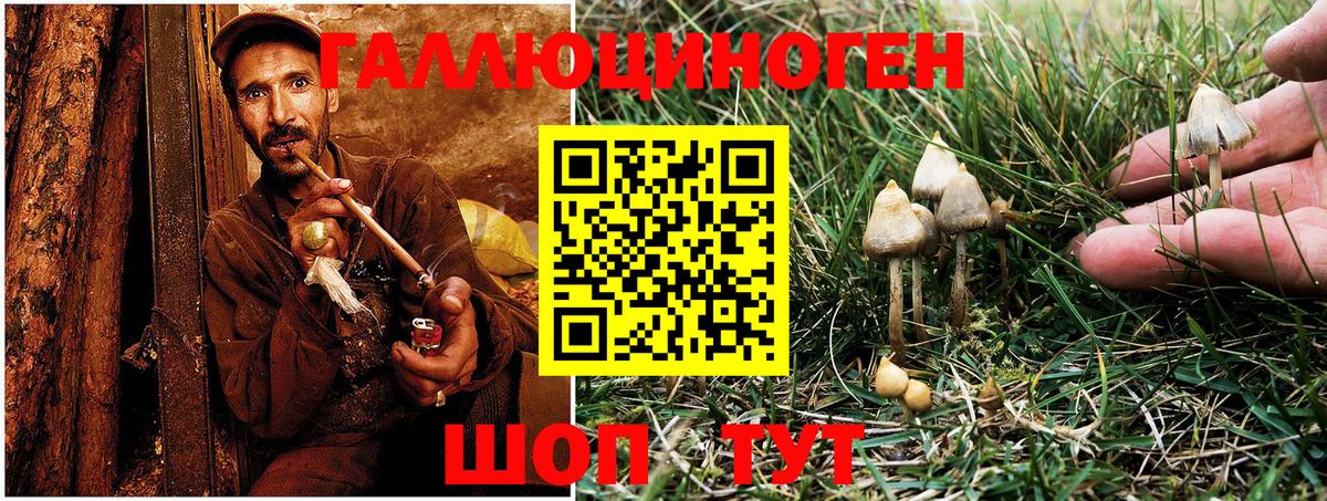 Псилоцибиновые грибы Psilocybine cubensis Элиста